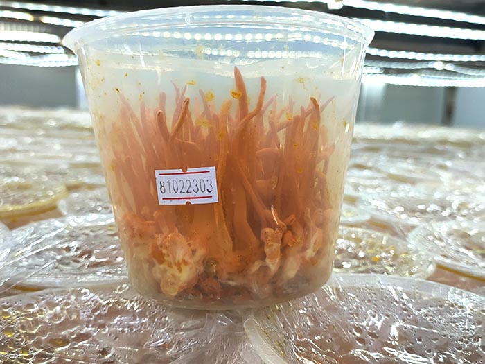 Phòng nấm đông trùng hạ thảo